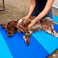 Tierphysiotherapie