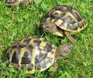 Biete NZ 2021 Griechische Landschildkröten, Testudo hermanni boettgeri