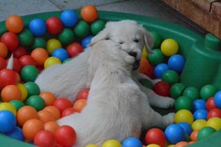 Golden Retriever Welpen geb. 01. 07. 2021 - Abgabe ca. 26. 10. 2021