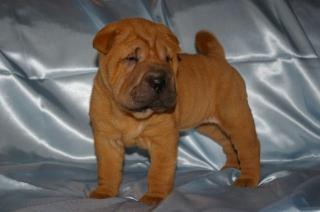 Wunderschöne Shar Pei Welpen zu verkaufen