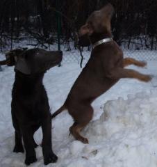 Verspielte Labrador Welpen in Anthrazit / Grau Silber abzugeben