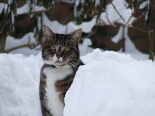 Katze in Kiel kostenlos in gute Hände abzugeben