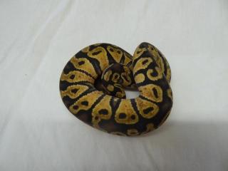 0. 1 - Pastel 100 het Piebald / Pastel CB 2021