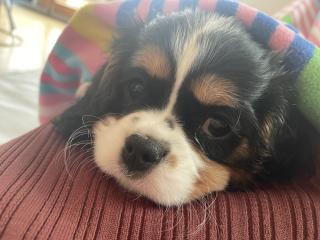 Cavalier King Charles Spaniel Welpe Weibchen