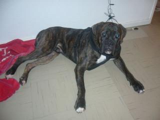 BoxerRuede 1 u. halb J. alt sucht dringend ein neues Zuhause