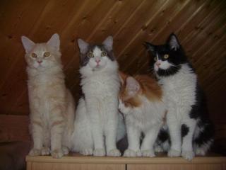 Wunderschöne Maine Coon Kitten suchen noch einen tolles Zuhause