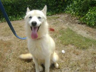 Coco Husky-Alaskan Malamute Mix sucht neues Zuhause