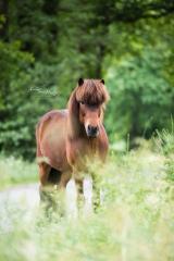 Pflegebeteiligung/Reitbeteiligung auf Islandpferd