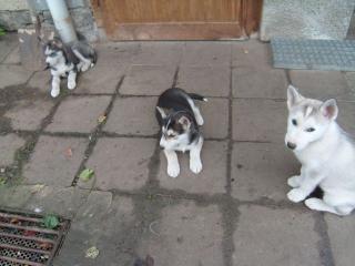 Siberian Huskywelpen zu verkaufen