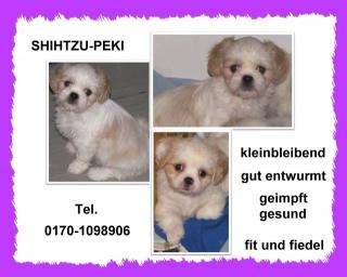 Shih Tzu - Peki