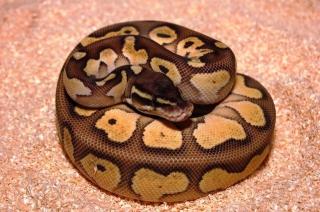 Python regius Nachzuchten Butter Pastel, Lesserbee, Pastel, Lesser, Yellowbelly, Spid