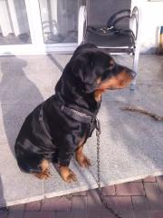 Dobermann-Rottweiler Mischling sucht neues Zuhause