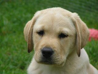 Labrador Welpen aus liebevoller Familienaufzucht