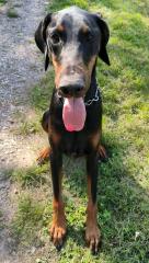 Dobermann Rüde sucht Zuhause