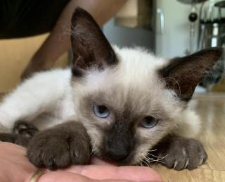 Siam Katzen Kitten, 2 Kater vollständig geimpft