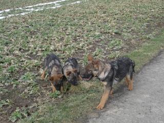 Süsse Schäferhundwelpen suchen ein zu Hause