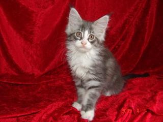 Maine Coon Blaubärchen