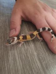 Nachzuchten Leopardgeckos