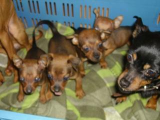 Zwerg pinscher mix reh pinscher