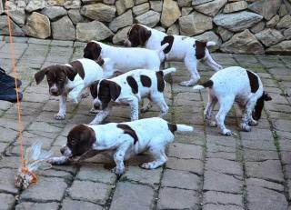 Französischer Vorstehhund Kurzhaar Typ Pyrenäen