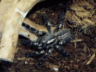 Poecilotheria metallica