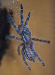 Poecilotheria metallica