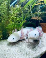 Axolotl - Aquarium komplett