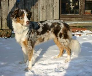 Australian Shepherds Welpen/Wurfankündigung