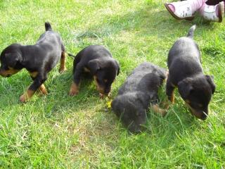 Deutscher Jagdterrier-Welpen abzugeben