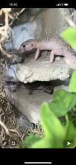 Leopardgeckos mit Terrarium