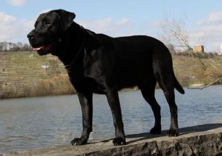 Labrador Deckrüde, Multi-Champion, HD/ED frei, FCI Papiere.