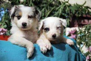 Australian Shepherd Welpen abzugeben