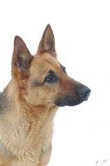 Schäferhund sucht ein neues Zuhause