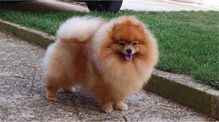 Pomeranian