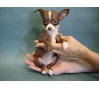 Süße Chihuahua Junge Hunde Zum Verkauf 300 Euro