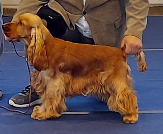 Englisch Cocker Spaniel