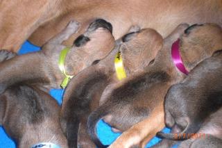 UNSERE RHODESIAN RIDGEBACK WELPEN SIND DA