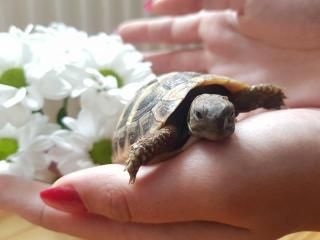 Nachzucht Griechische Landschildkröten testudo hermanni hermanni mit Cites