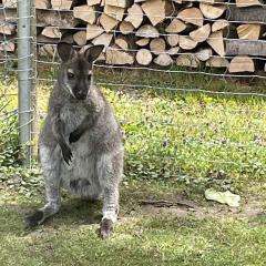 Männliches Bennett-Wallaby, Rotrücken-Wallaby, Känguru, Bock