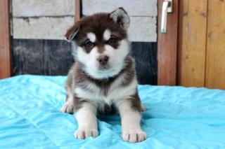 Reinrassige Alaskan Malamute Welpen kein Husky