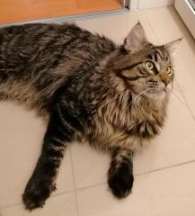 Maine Coon Deckkater kein Verkauf