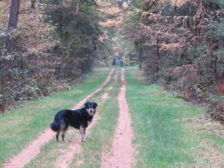 Hundefutter, Trockenfutter oder Naßfutter, was suchen Sie