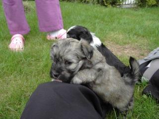 Havaneserwelpen Havaneser Hundewelpen aus Liebhaberzucht