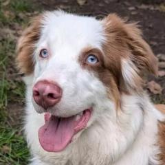 VAIANA - weiblich 11 Monate 50 cm 24 kg Australian Shepherd