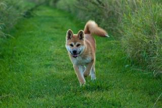 Akita Inu Junge