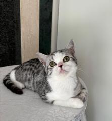 BKH black silver classic tabby /spotted