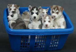 100 Siberian Husky Welpen