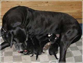 Deutsche Dogge Schöne Pap. Welpen