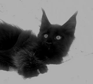 . Tolle Maine Coon kitten mit Stammbaum Black smoke .