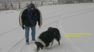 Collie junghund 18 monate stubenrein familienhund